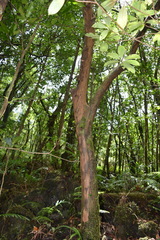 Aphloia theiformis