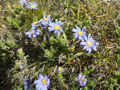 Felicia aethiopica