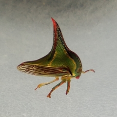 Umbonia crassicornis