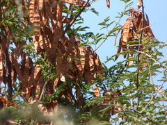 Senegalia praecox