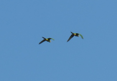 Thectocercus acuticaudatus