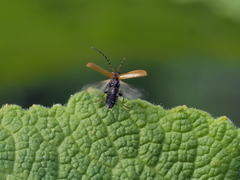Rhagonycha nigriventris