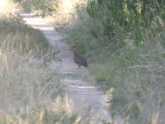 Nothoprocta cinerascens