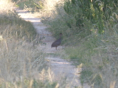 Nothoprocta cinerascens