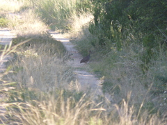 Nothoprocta cinerascens