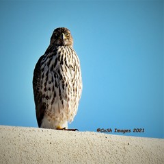 Accipiter cooperii