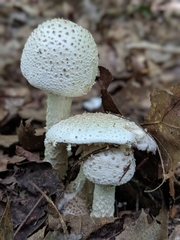 Amanita rhopalopus