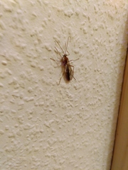Ophion obscuratus