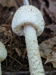 Amanita rhopalopus