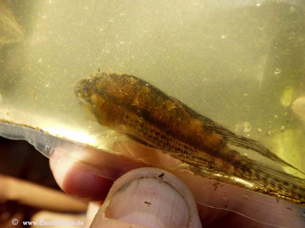 Cockatoo dwarf cichlid (Apistogramma cacatuoides) — Cichlidae