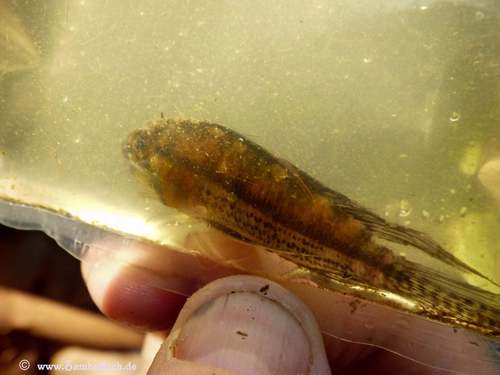 Cockatoo dwarf cichlid (Apistogramma cacatuoides) — Cichlidae