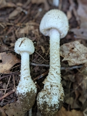 Amanita rhopalopus