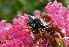 Rutela lineola