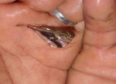 Carnegiella strigata