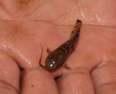Callichthyidae