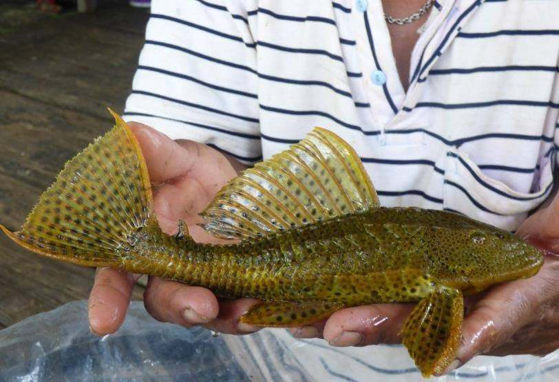 Janitor Fish