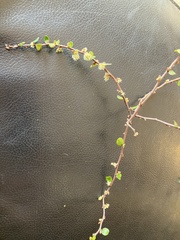 Muehlenbeckia complexa