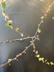 Muehlenbeckia complexa