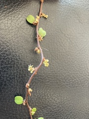 Muehlenbeckia complexa