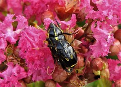 Rutela lineola