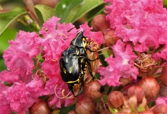 Rutela lineola