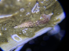 Cerithiopsis stejnegeri