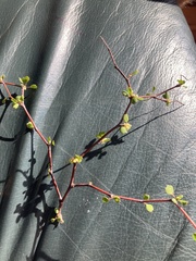 Muehlenbeckia complexa