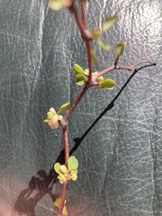 Muehlenbeckia complexa