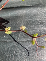 Muehlenbeckia complexa