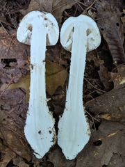 Amanita rhopalopus