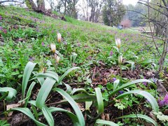 Tulipa bifloriformis