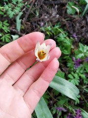 Tulipa bifloriformis