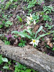 Tulipa bifloriformis