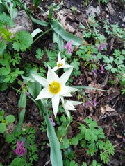 Tulipa bifloriformis