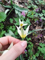 Tulipa bifloriformis