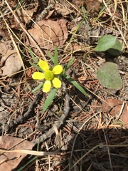 Ranunculus rhomboideus
