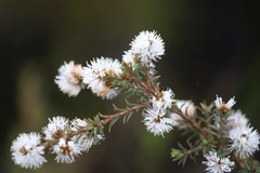 Melaleuca calycina