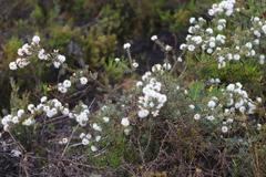 Melaleuca calycina