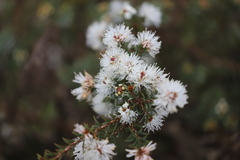 Melaleuca calycina