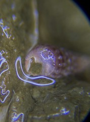 Cerithiopsis stejnegeri