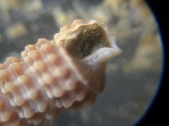 Cerithiopsis stejnegeri