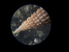 Cerithiopsis stejnegeri