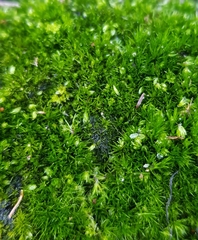 Campylopus flexuosus