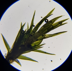 Campylopus flexuosus