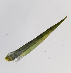 Campylopus flexuosus