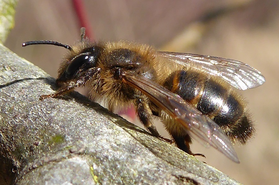 Trimmer's Mining Bee
