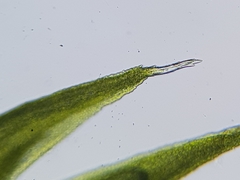 Campylopus flexuosus