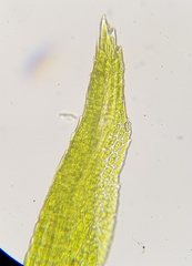 Campylopus flexuosus