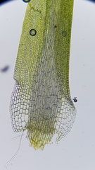 Campylopus flexuosus