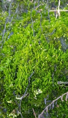 Campylopus flexuosus